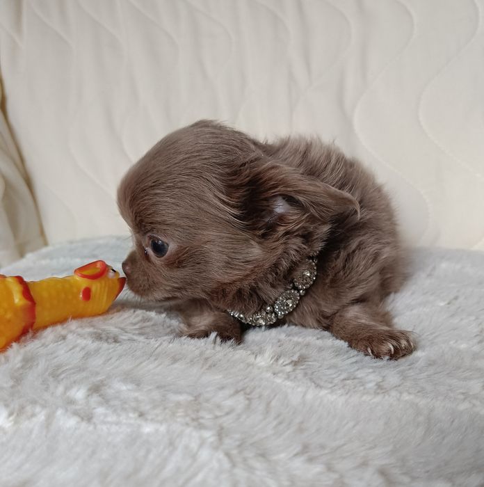 Chihuahua piesek liliowy