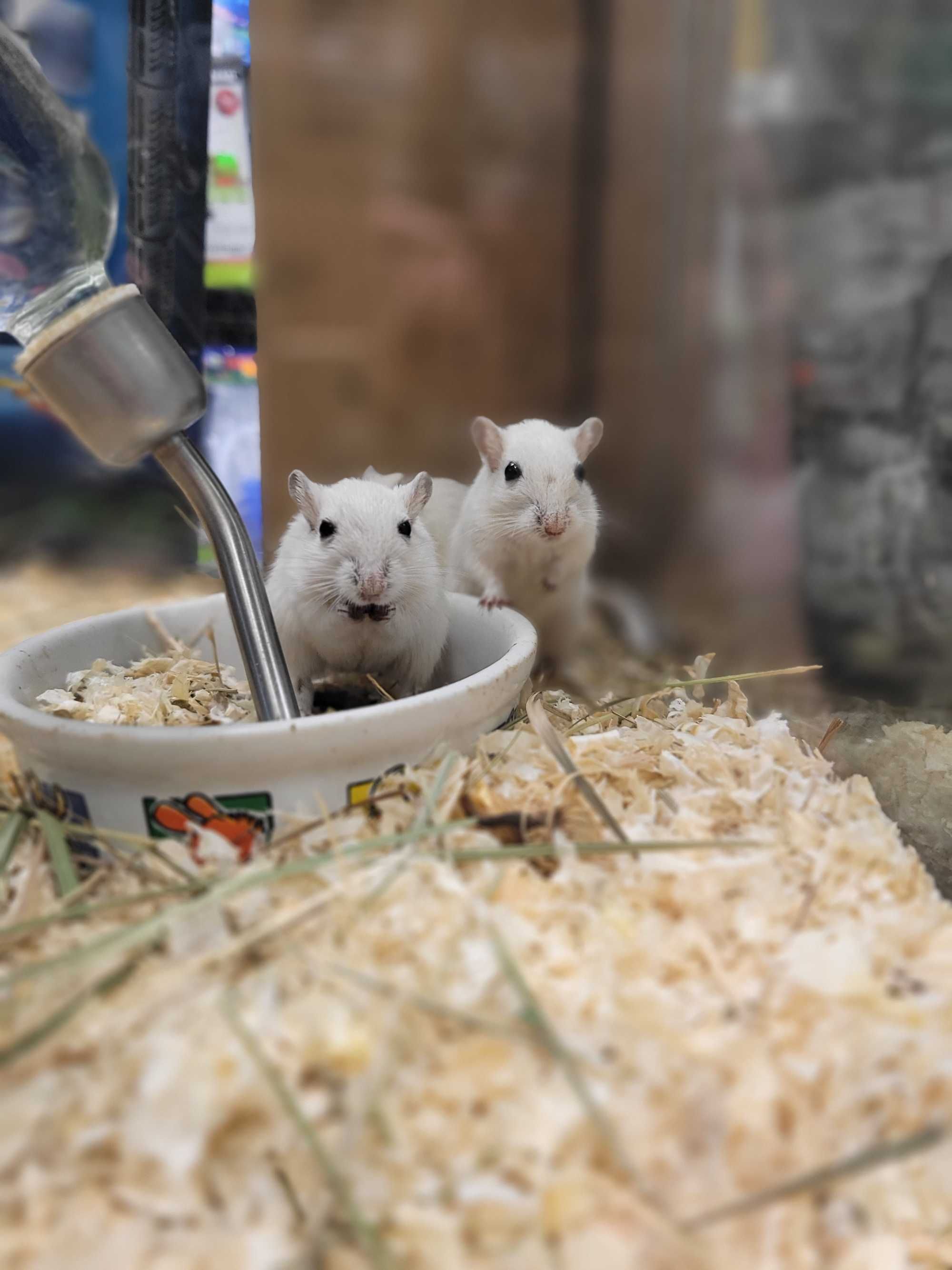 Myszoskoczek w PAWIK.PL sklep zoologiczny PAWIK.PL