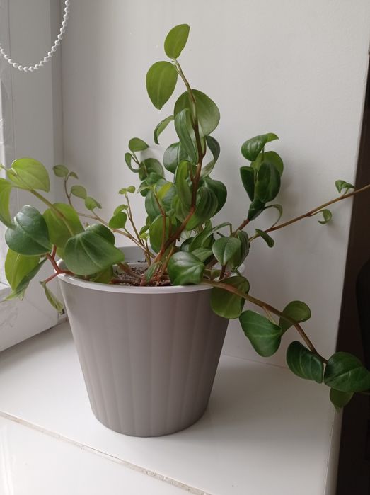 Пеперомія туполистна, кімнатна рослина, обмін