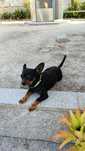 Pinscher Fêmea Adoção