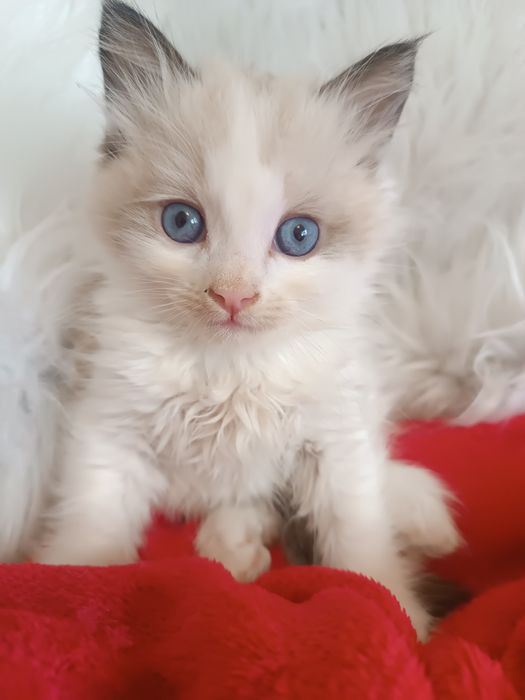 Ragdoll -kocurek