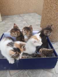 Kotki do adopcji