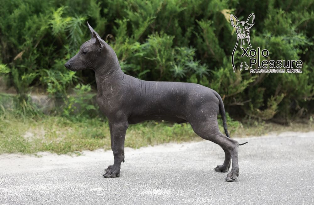Мексиканський голий пес