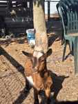 Cabras anãs com 3 meses