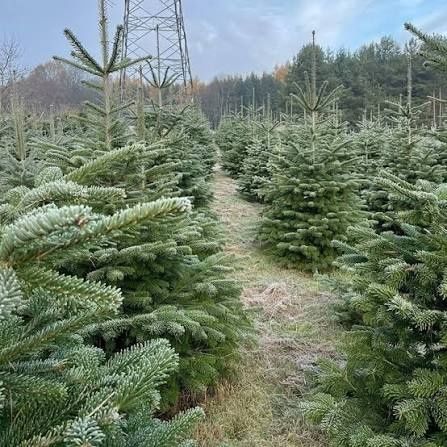 żywe choinki  z dowozem Warszawa i okolice