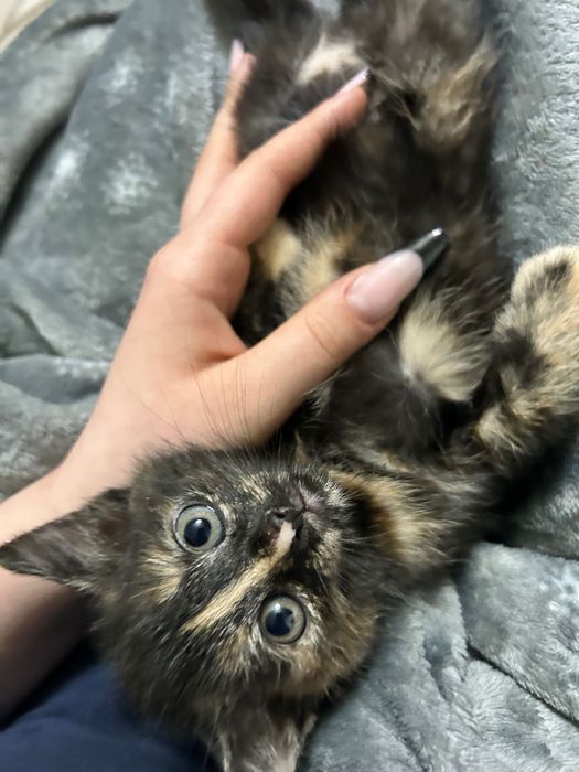 Małe kotki za darmo