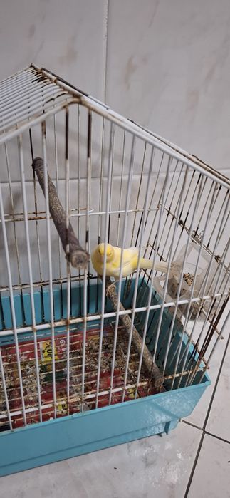 Vendo 2 Canários saudáveis e ativos