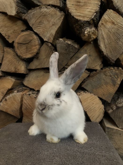 Królik miniaturka karzełek