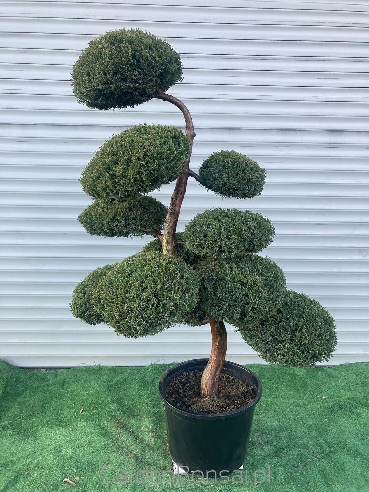 Drzewko BONSAI z jałowca - DOSTAWA - 150 cm - WYJĄTKOWY