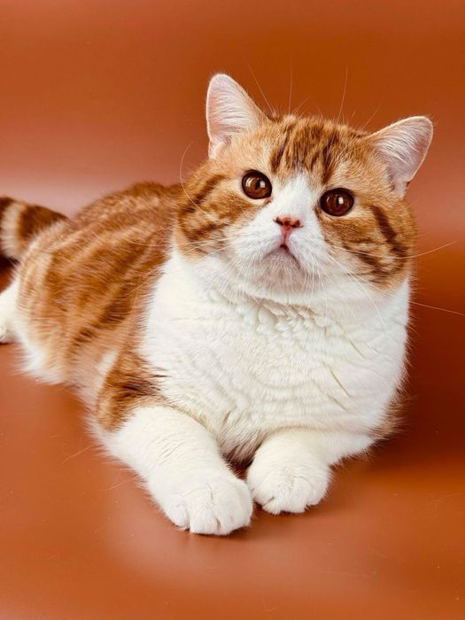 Гарний шотландський котик страйт.