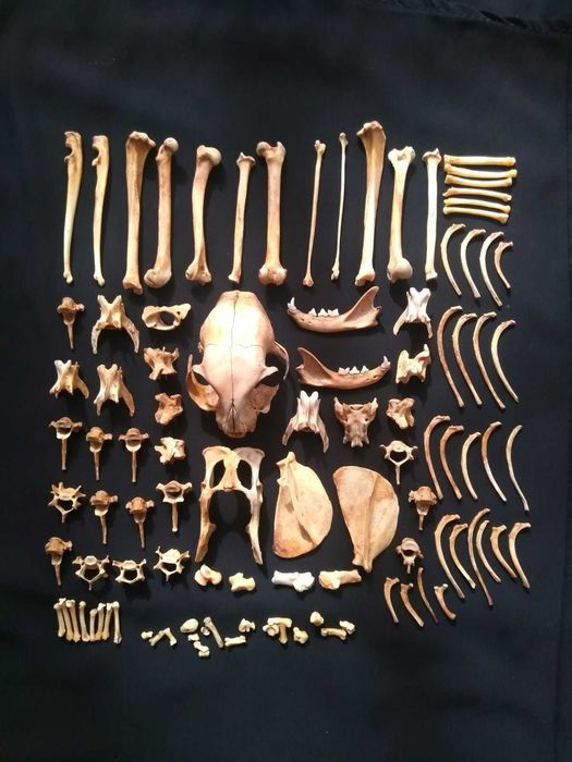 Скелет кота . Скелет . Кіт. Кішка. Кот