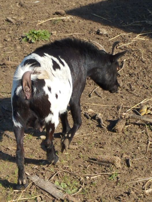 Vendo cabra anã adulta