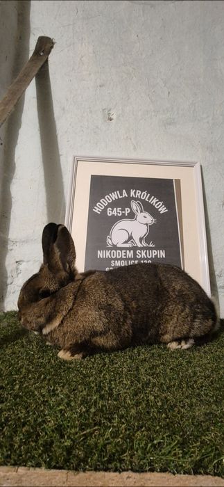 SPRZEDAM Króliki Wiedeńskie Szare