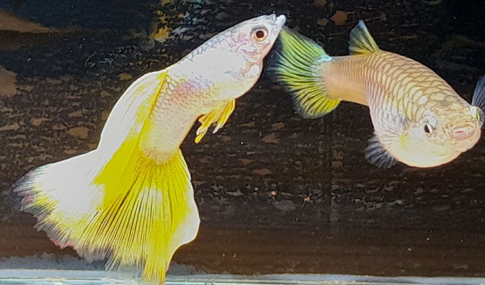 Gupik Yellow Metal Pingu. Czysta Linia