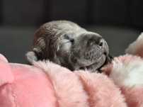 Thai Ridgeback Dog