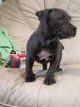 Amstaff piesek do odbioru