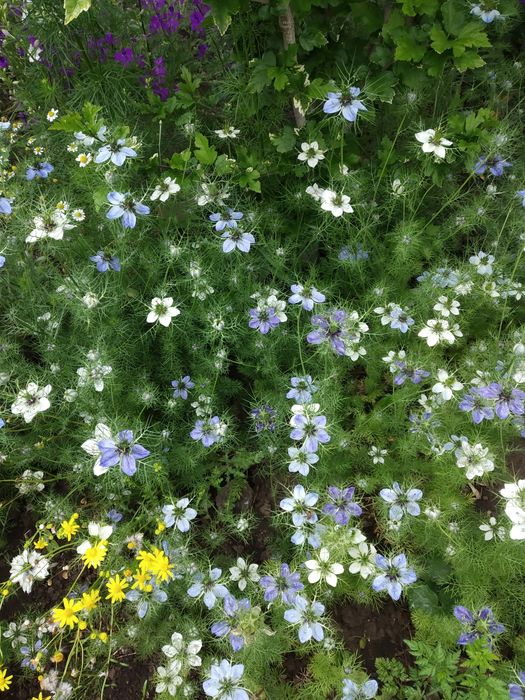 Садовые цветы, разные, Кампис