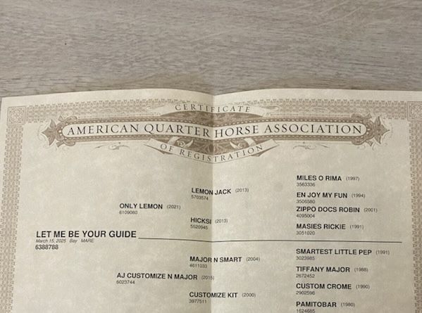 Klaczka AQH na sprzedaz