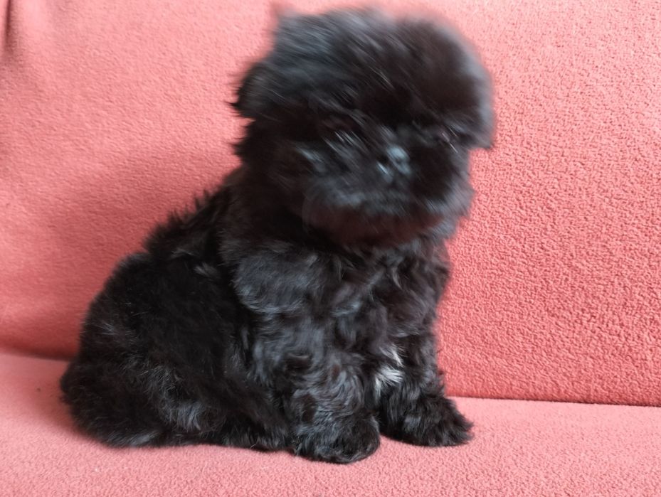 Piękna suczka  shih -tzu MINI cZARNA z rodowodem!