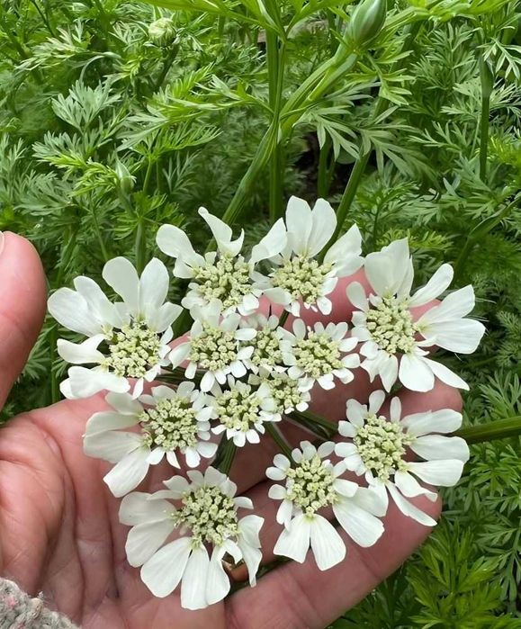 Насіння квітів  Orlaya grandiflora