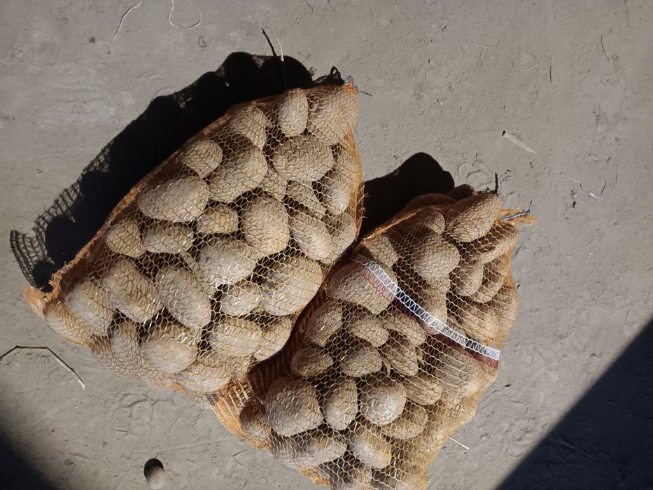 Ziemniaki jadalne Jurek