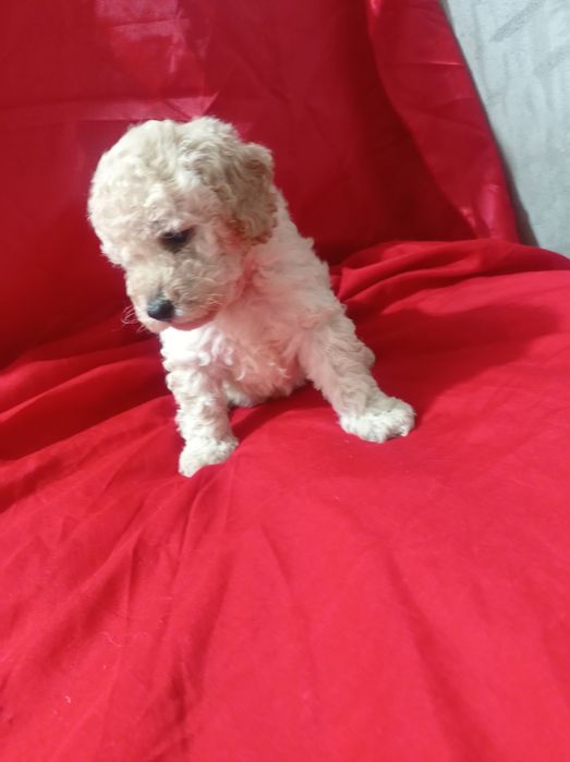 Мальтіпу хлопчик