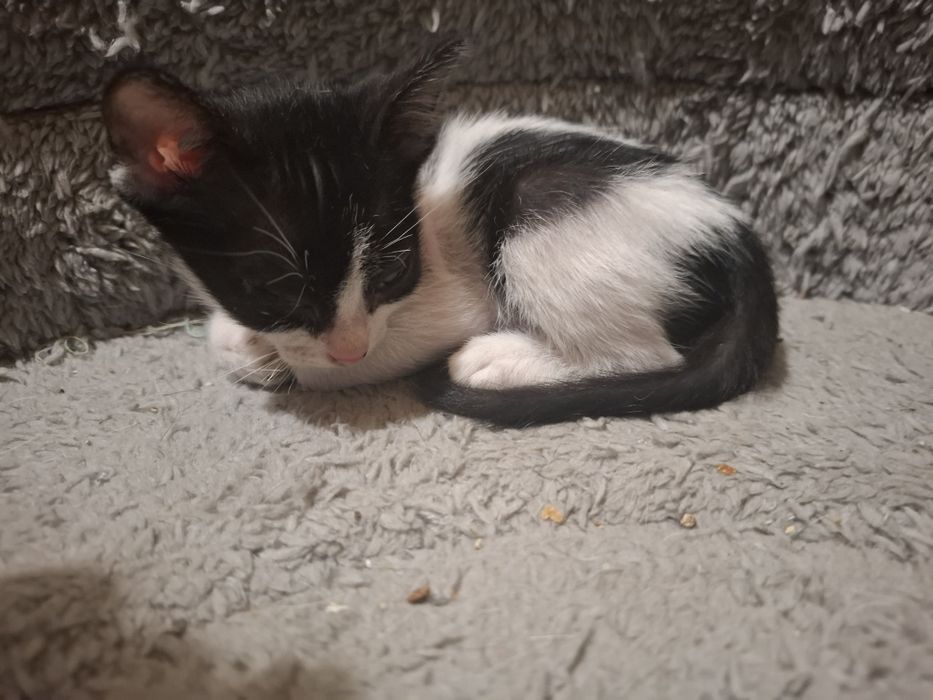 Gatos bebés para adopção responsável