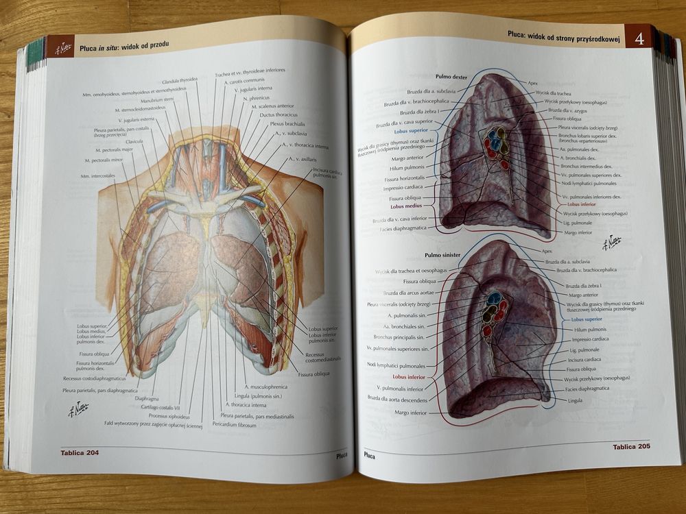 Atlas Anatomii Człowieka, Netter, Łaciński, wyd. 7