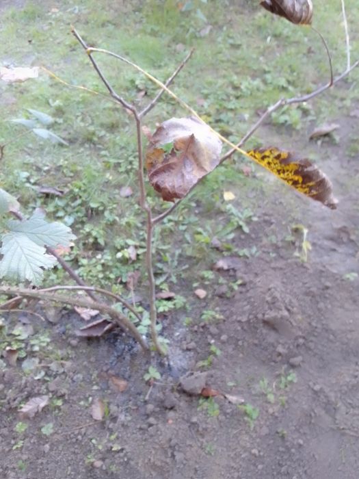 Грецький горіх. Три річний