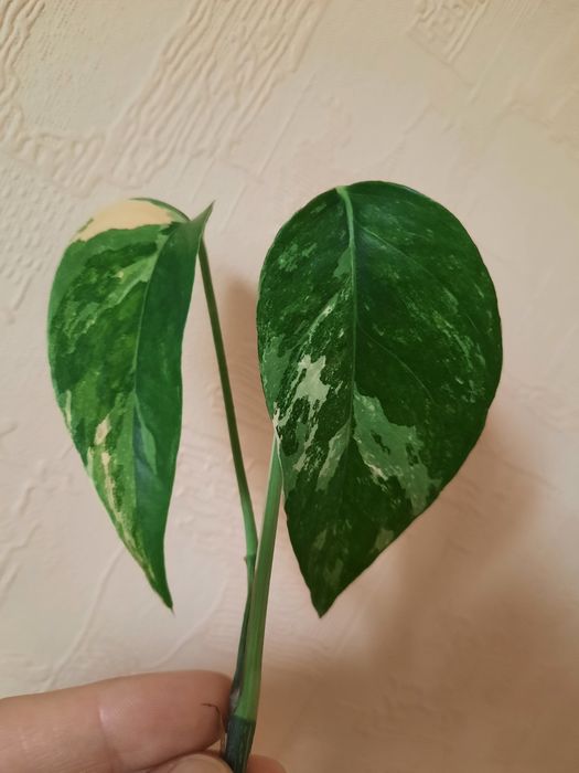 Епіпремнум  Марбл Квін , Pinatum var