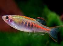 Danio Choprae MASSON