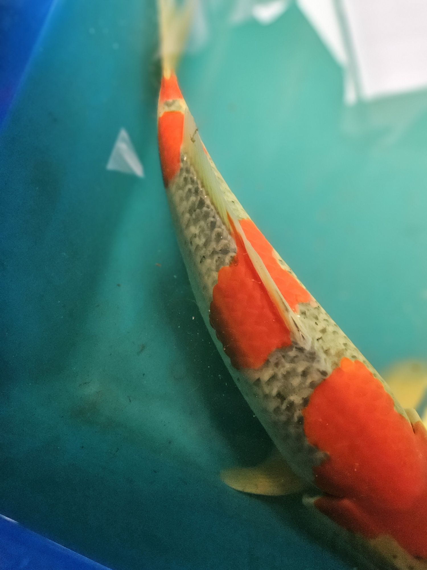 Carpa Koi - GOSHIKI 42cm