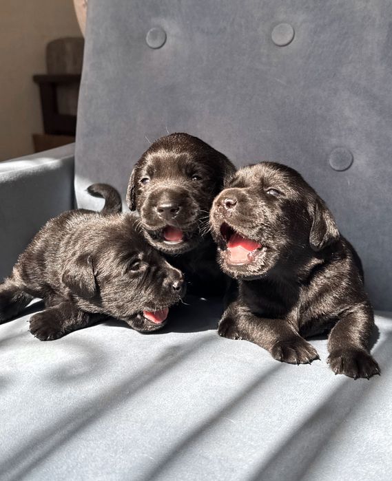 Лабрадор ретривер щенок цуценя