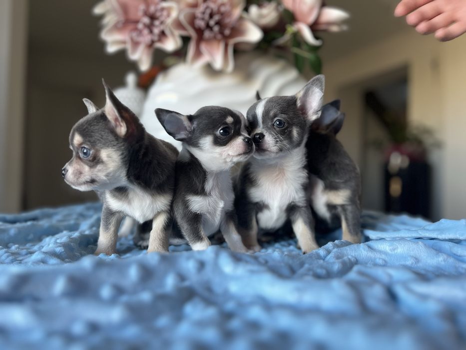 Chihuahua krótkowłosa