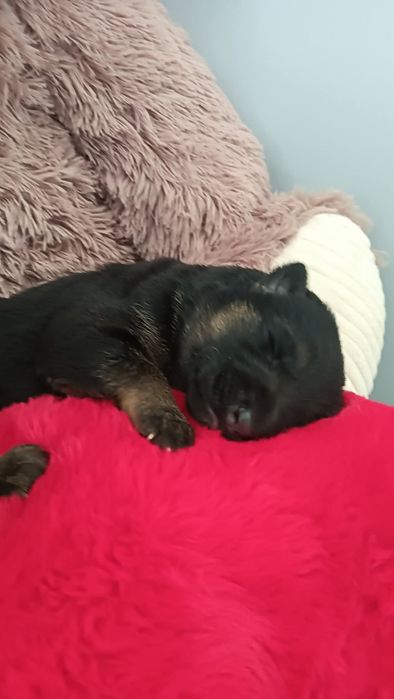 Suczka owczarka niemieckiego krótkowłosego