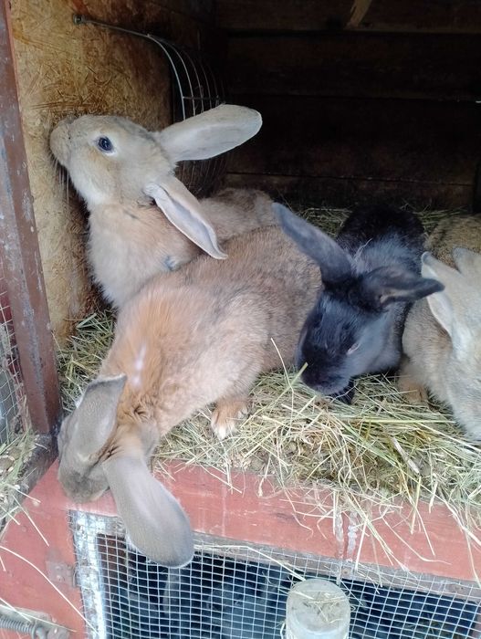 Samica srokacz niemiecki