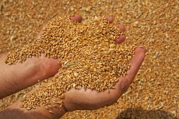 Продам пшеницю чиста кондиційна