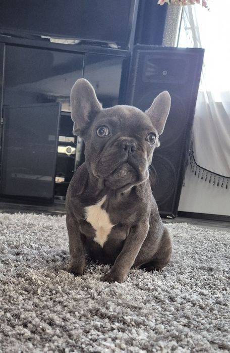 Buldog francuski  suczka