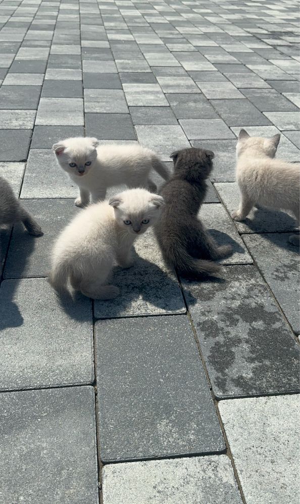 Кошенята Шотландські та Британські