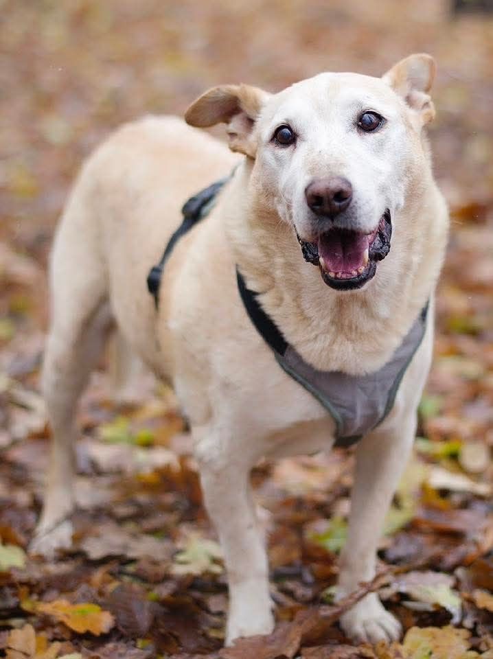 Blumen, 7 lat w schronisku, adoptuj