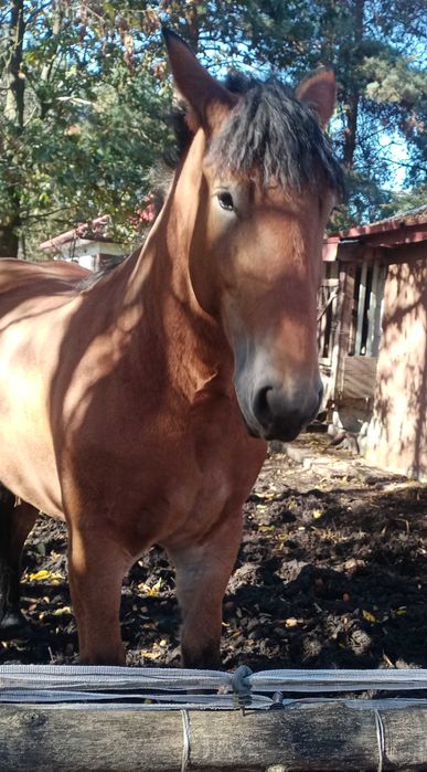 Sprzedam wysoką klacz do zaprzęgu