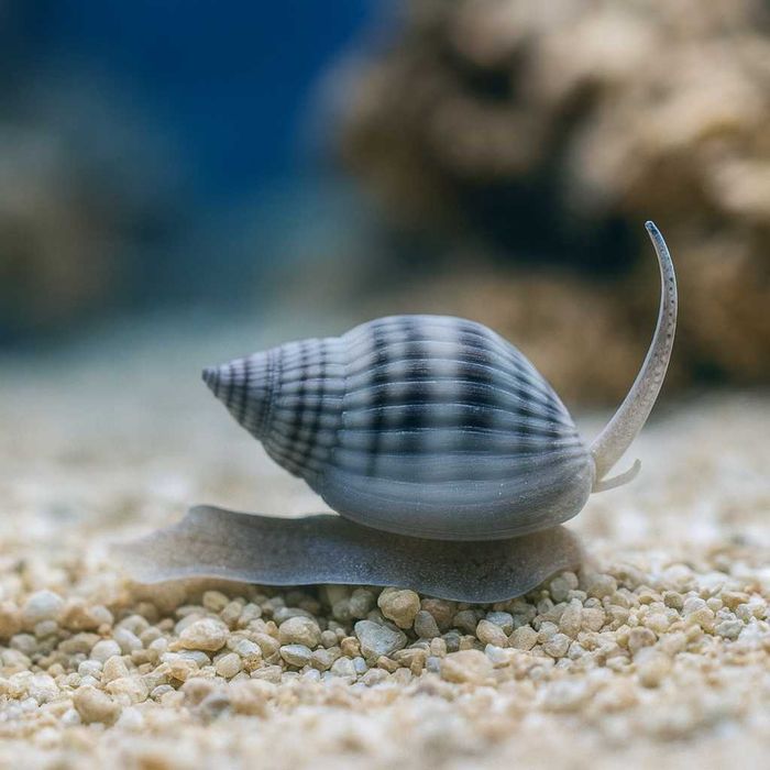 Nassarius sp. (ślimak morski)