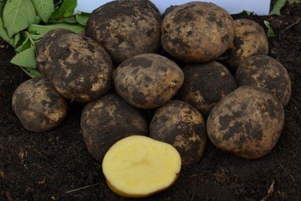 Насіннева картопля