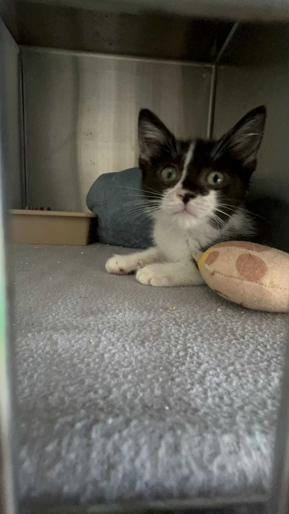 Gatinhos para adoção