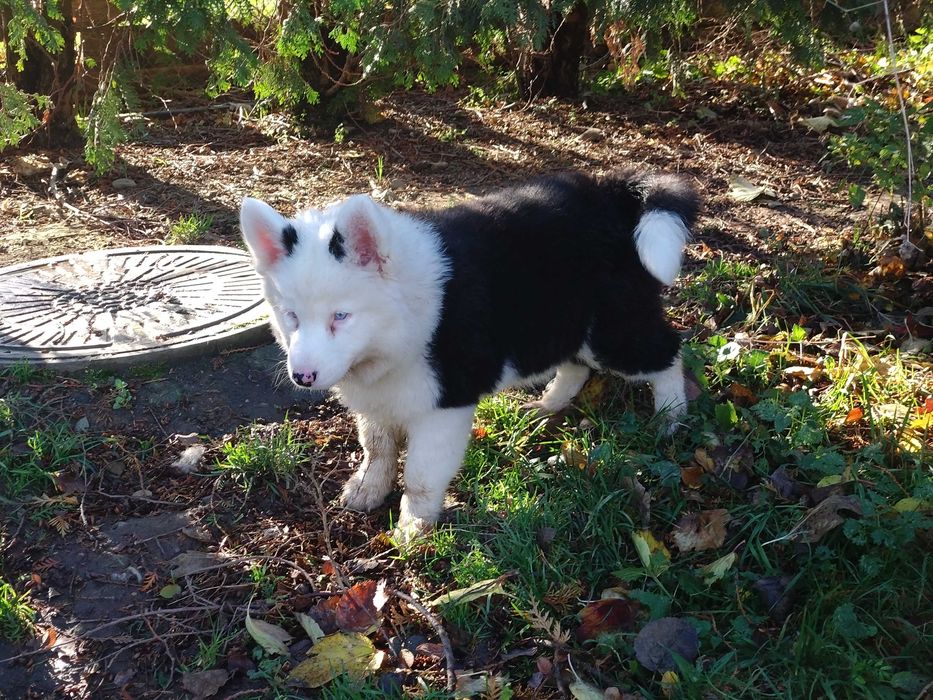 Łajka Jakucka, psy północy jak husky,samoyed, alaskan malamute
