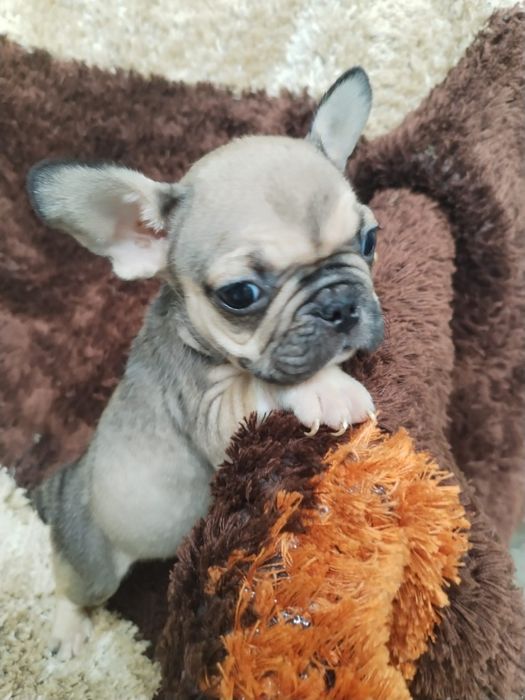 Lindo macho buldogue francês