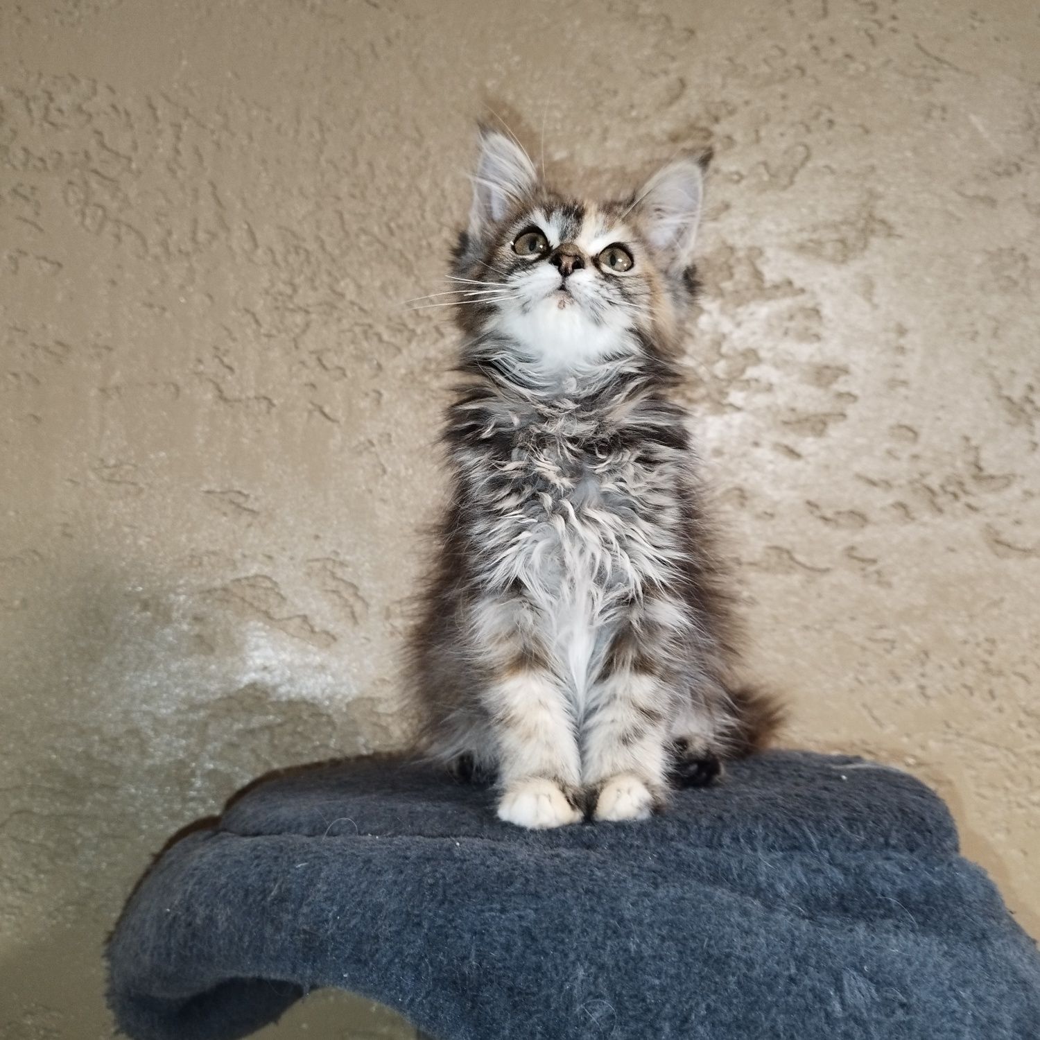 Kotka Maine Coon