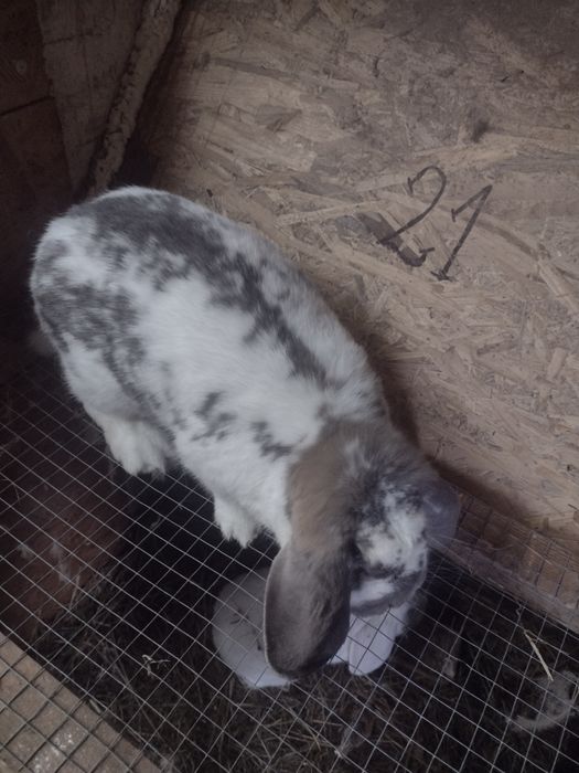 Sprzedam króle barany