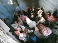 Galos caseiros adultos
