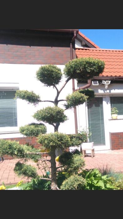 Drzewka Bonsai Całkowicie Mrozoodporne Juniperus Kołobrzeg Gwarancja